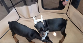 Thumbnail of a video