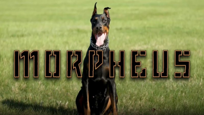 Thumbnail of the Morpheus video